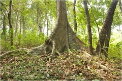 Aphananthe cuspidata